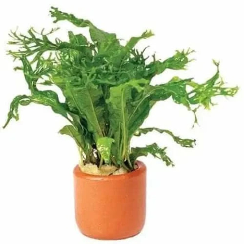 Micro Crested - Terracotta 3cm Terracotta Pot