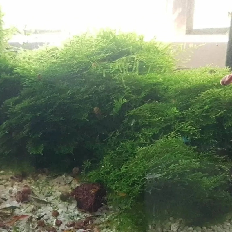 Mixed Moss Golf Ball Size