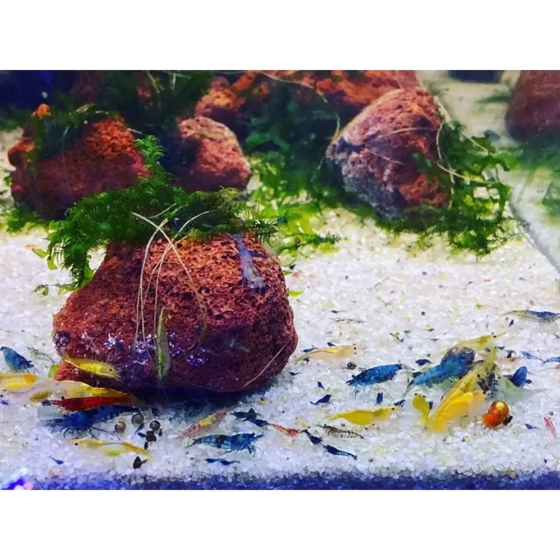 Mixed Shrimp Cull