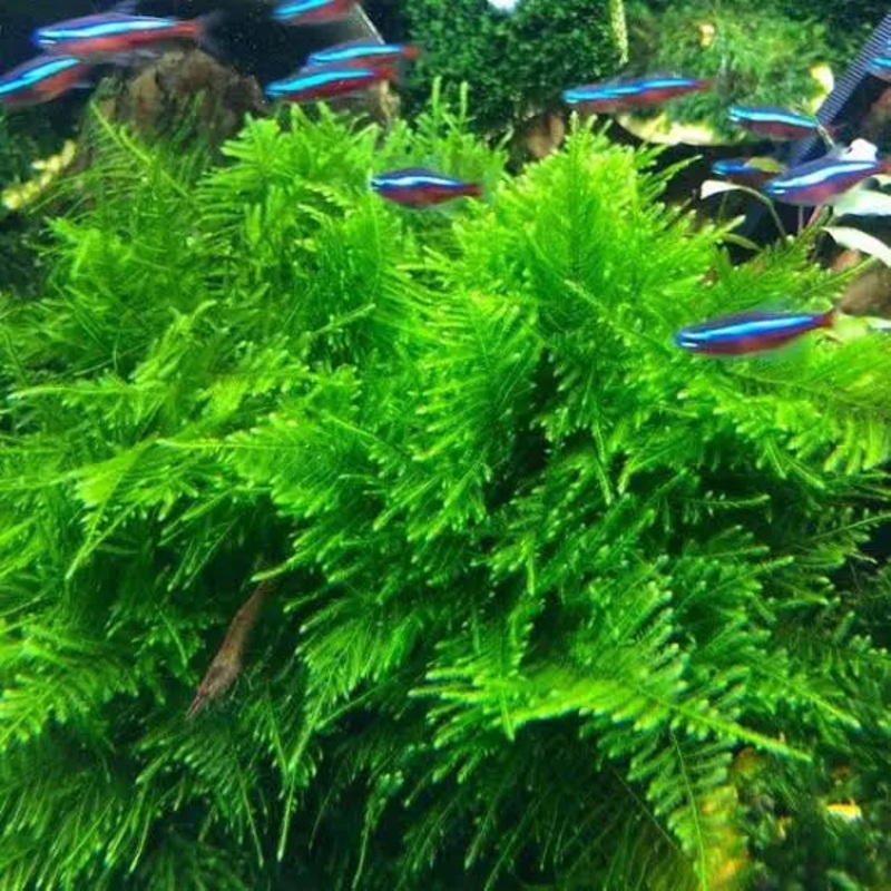 Peacock Moss 5cmx5cm