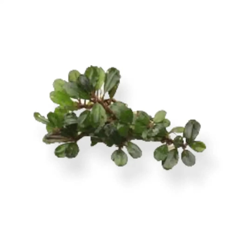 Random Buce Plant with roots ( 3-5 Leaves )