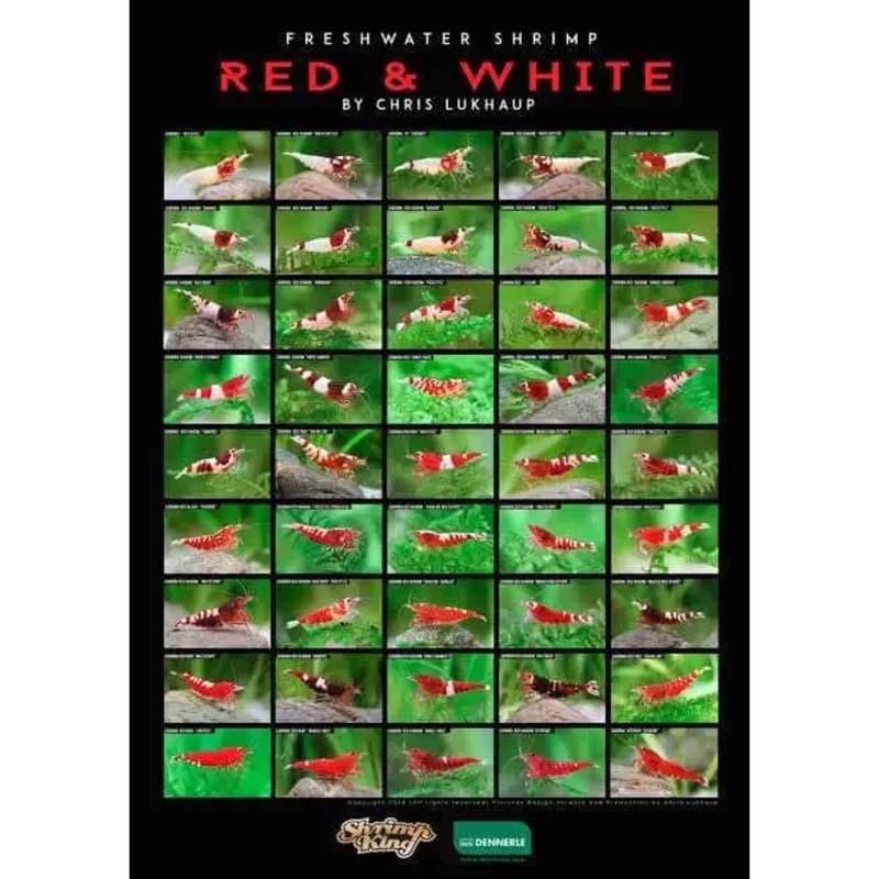 Red n White Shrimp poster
