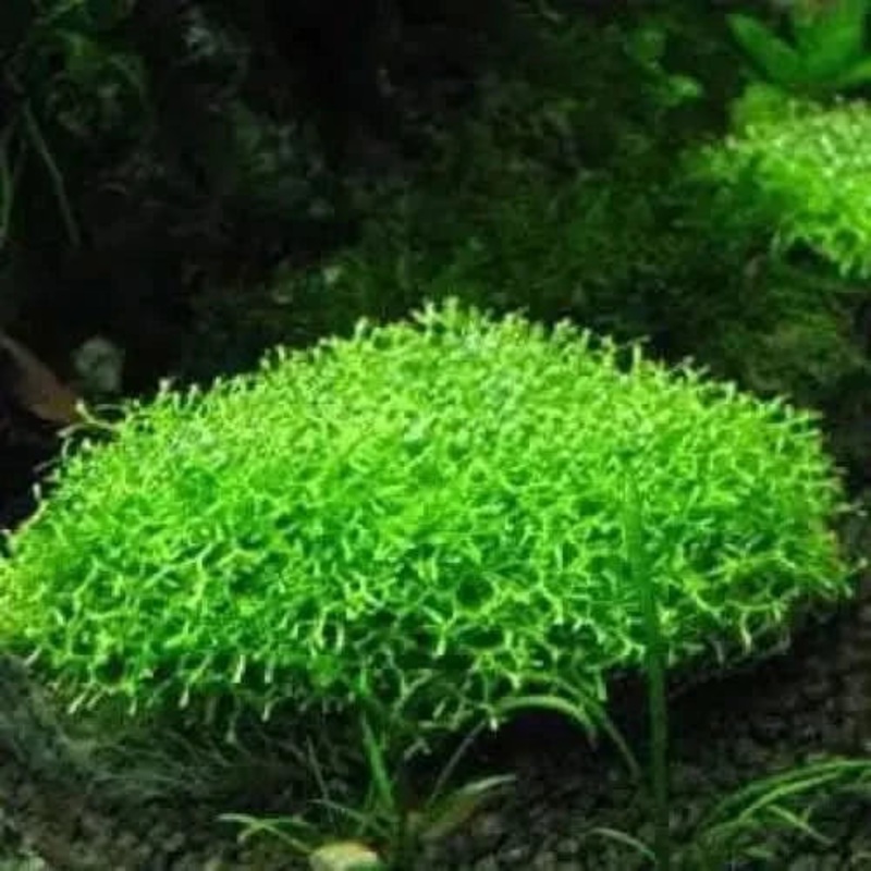 Riccia fluitans - Crystalwort