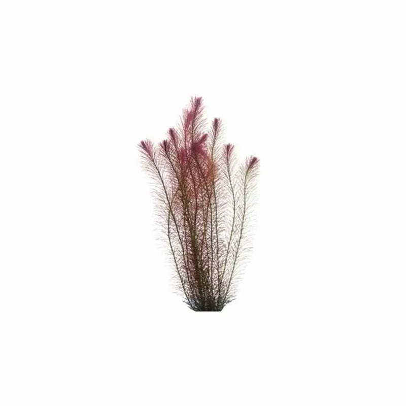 Rotala Wallichi Bunch