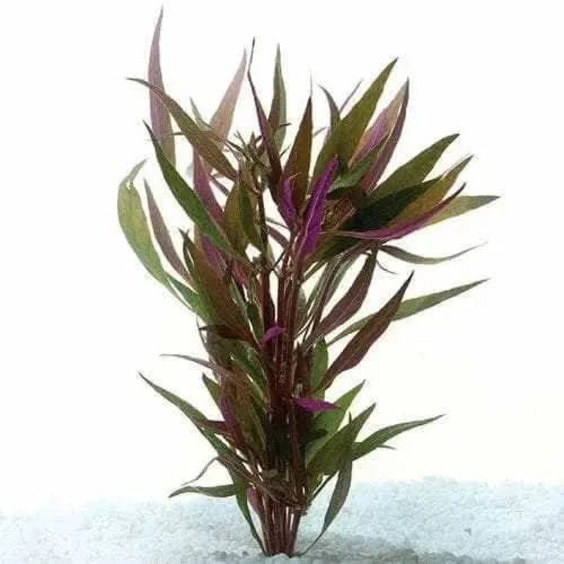 TELANTHERa