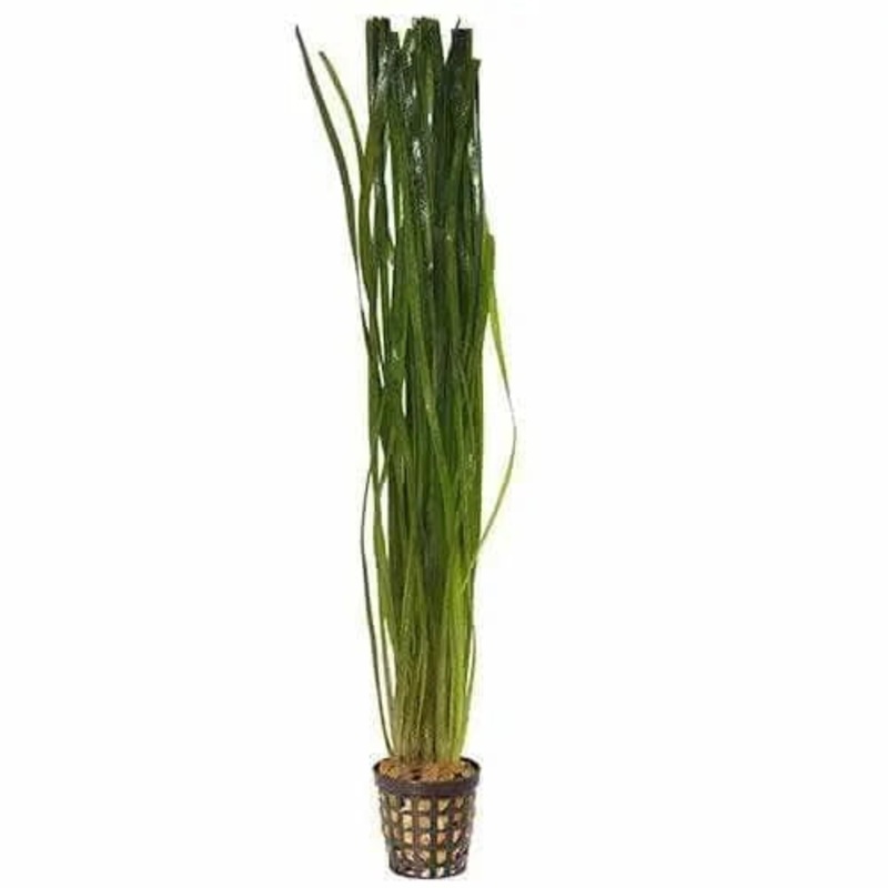 THIN VALLISNERIA 5CM POT