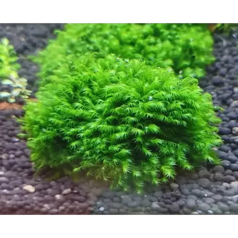 Us Fissiden Moss