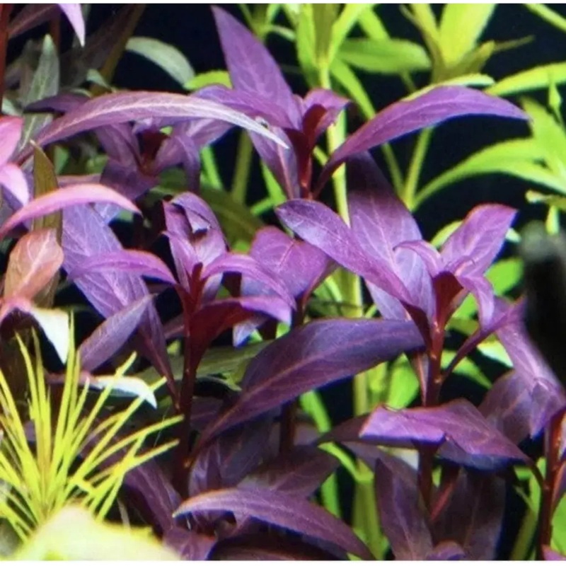 Violet