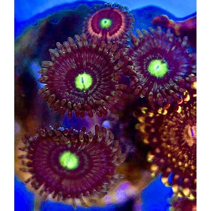 Zoas/Paly ZP060301 WYSIWYG