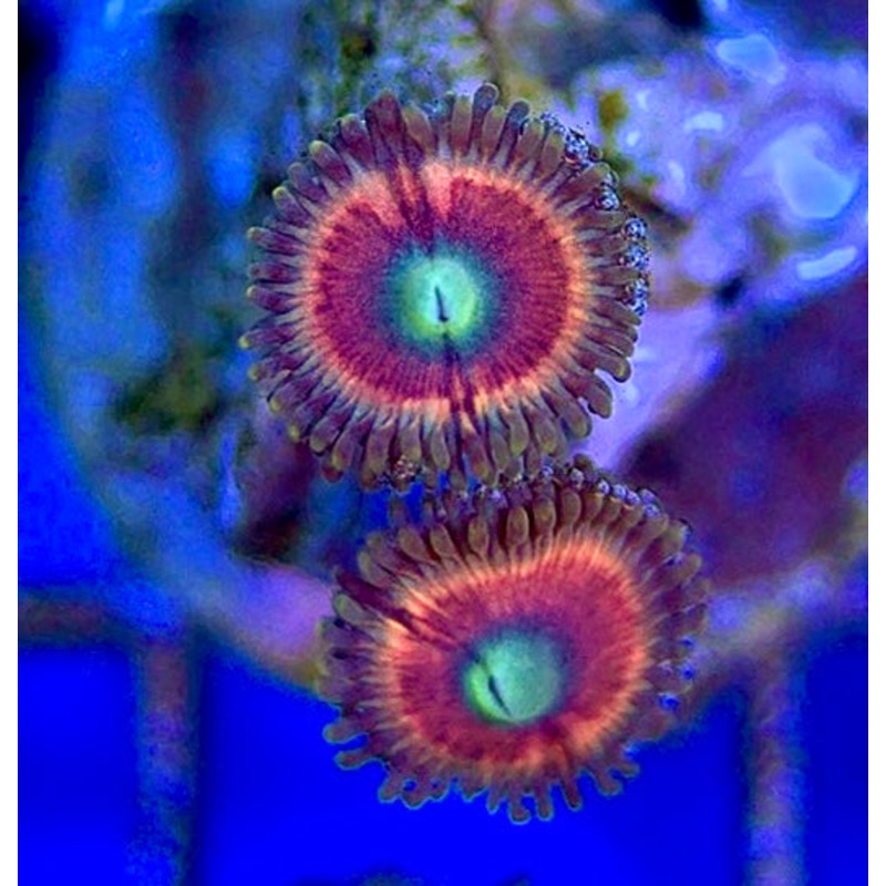 Zoas/Paly ZP060302 WYSIWYG