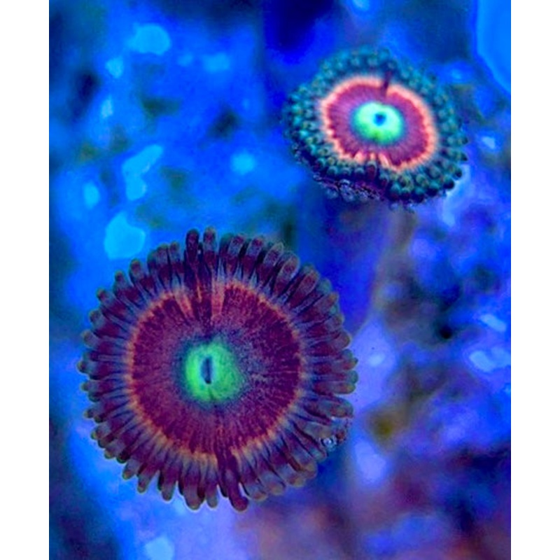 Zoas/Paly ZP060303 WYSIWYG