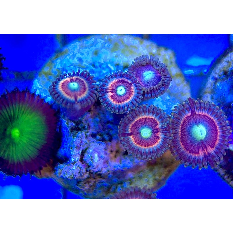 Zoas/Paly ZP060304 WYSIWYG