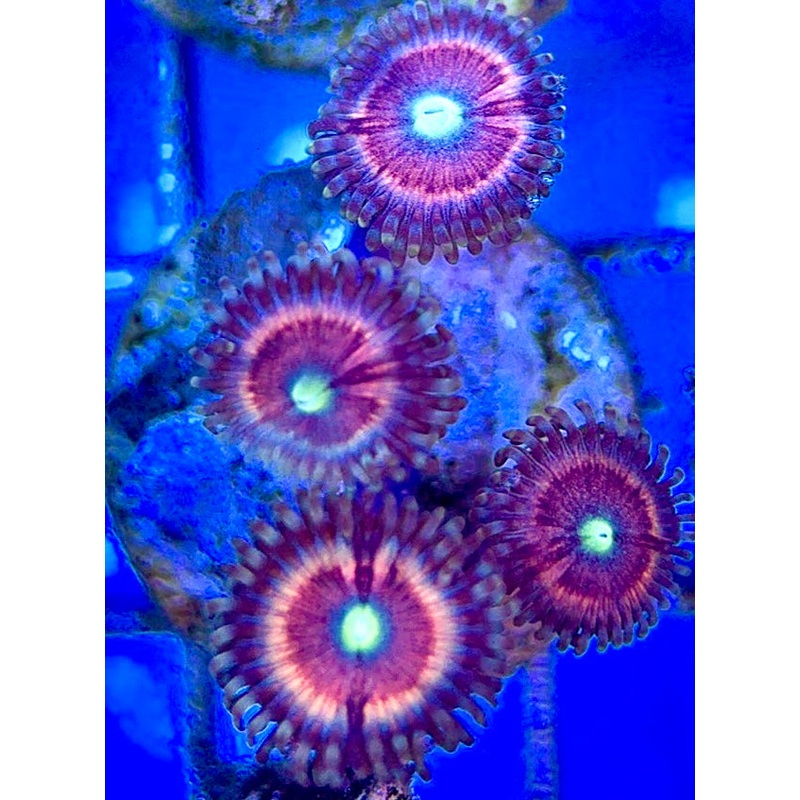 Zoas/Paly ZP060305 WYSIWYG