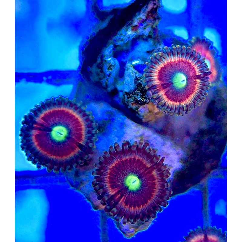 Zoas/Paly ZP060306 WYSIWYG