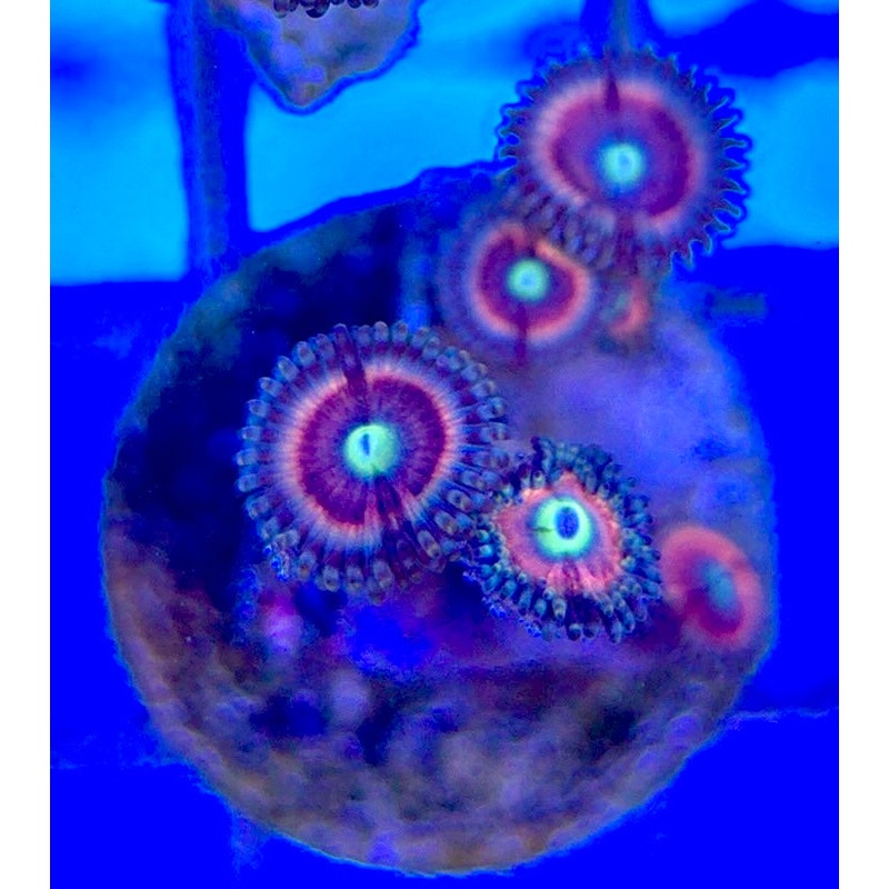 Zoas/Paly ZP060307 WYSIWYG