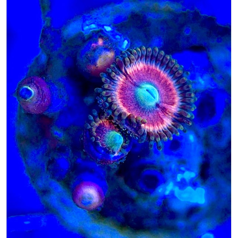 Zoas/Paly ZP060308 WYSIWYG