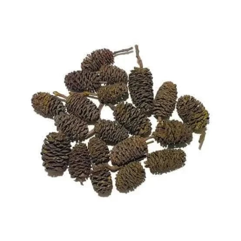 Alder Cones ( 48pcs BULK PACK )