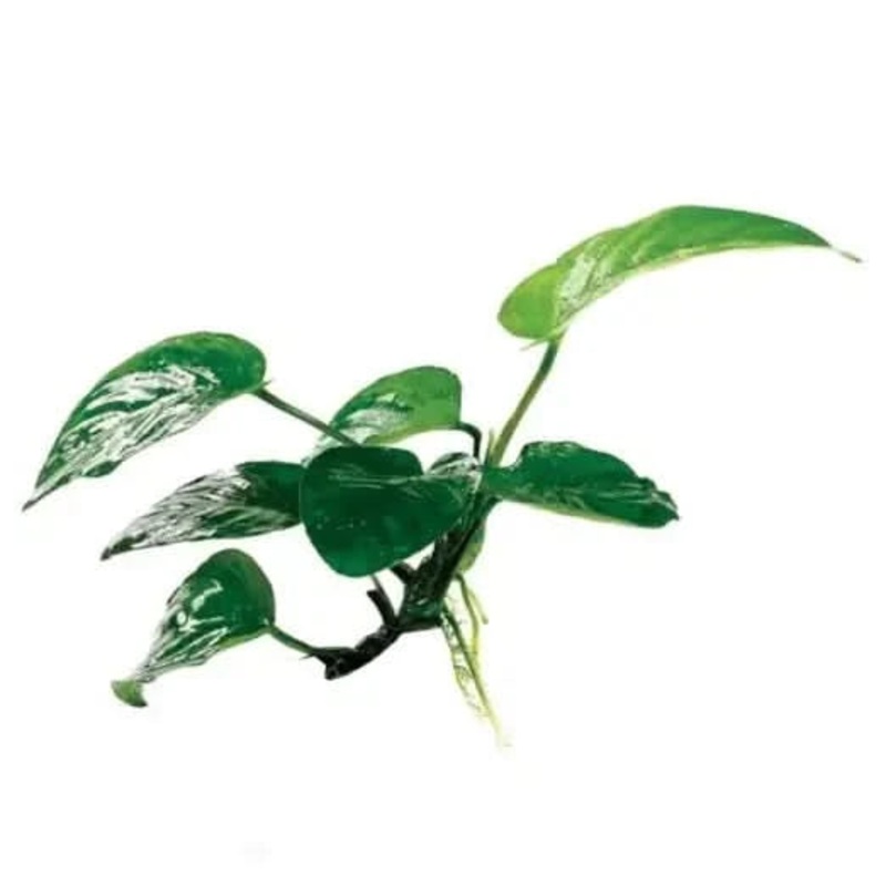 Anubias Barteri