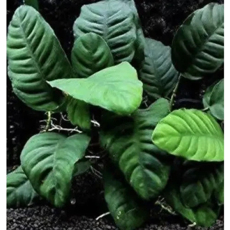 Anubias Coffeefolia