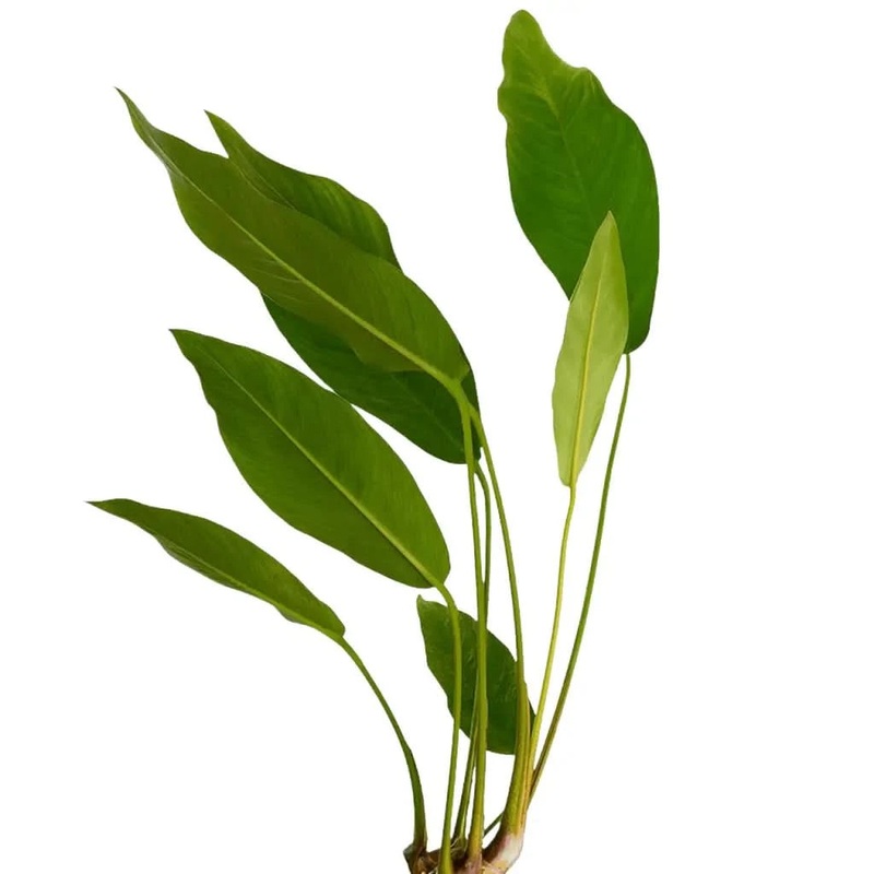 Anubias Congensis