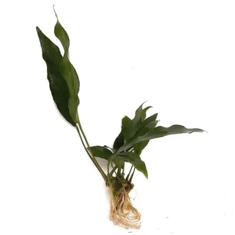 Anubias Lisa