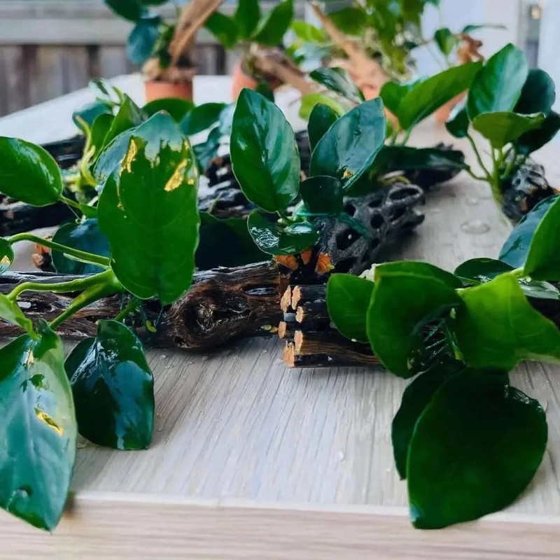 Anubias Nana On Chollawood