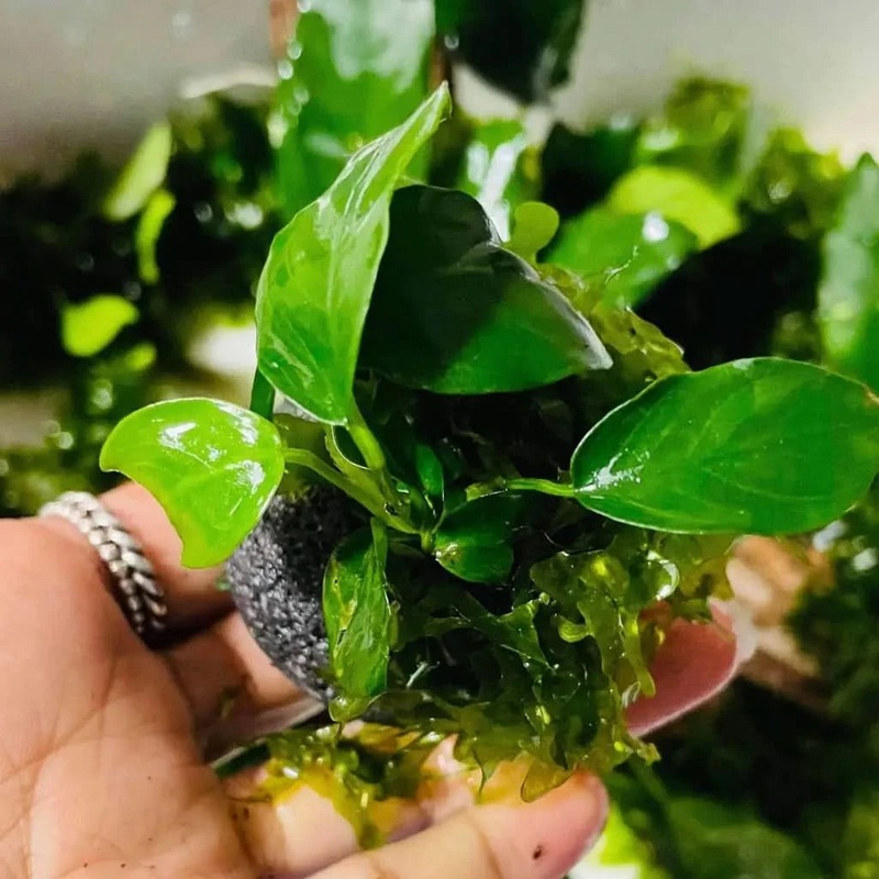 Anubias Nana On Smooth Lava Rock