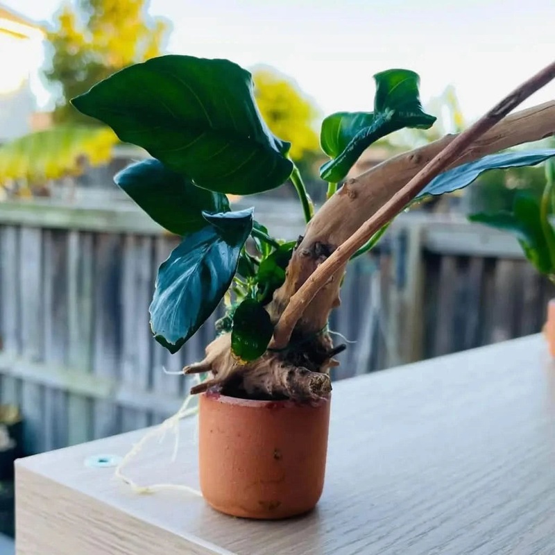 Anubias Nana On Spiderwood & Pot  ( Random Pot )
