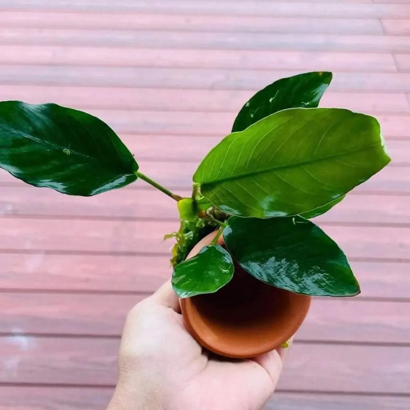 Assorted Anubias & Subwass in 6cm Terracotta Pot