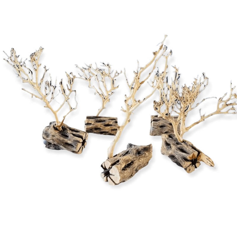 Assorted Coral Wood With Cholla Wood Base 10-15CM