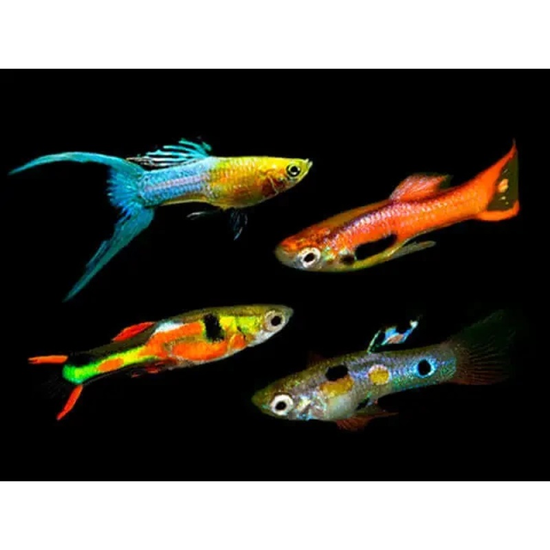 Assorted Endler