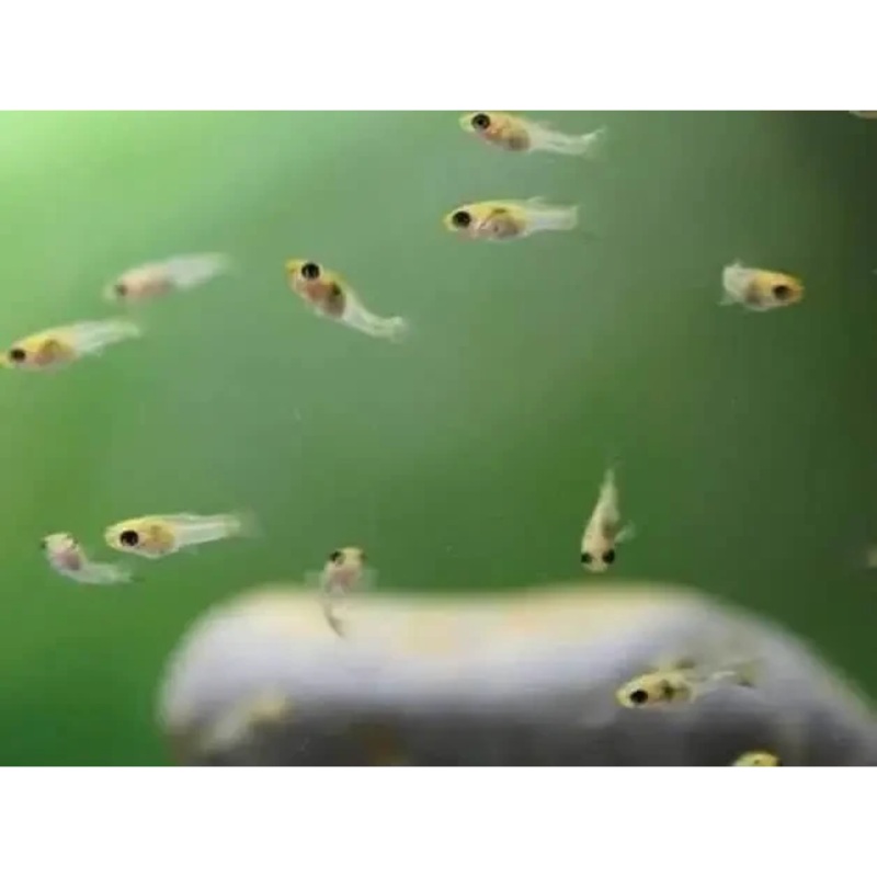 Assorted Guppy/Endler Fry