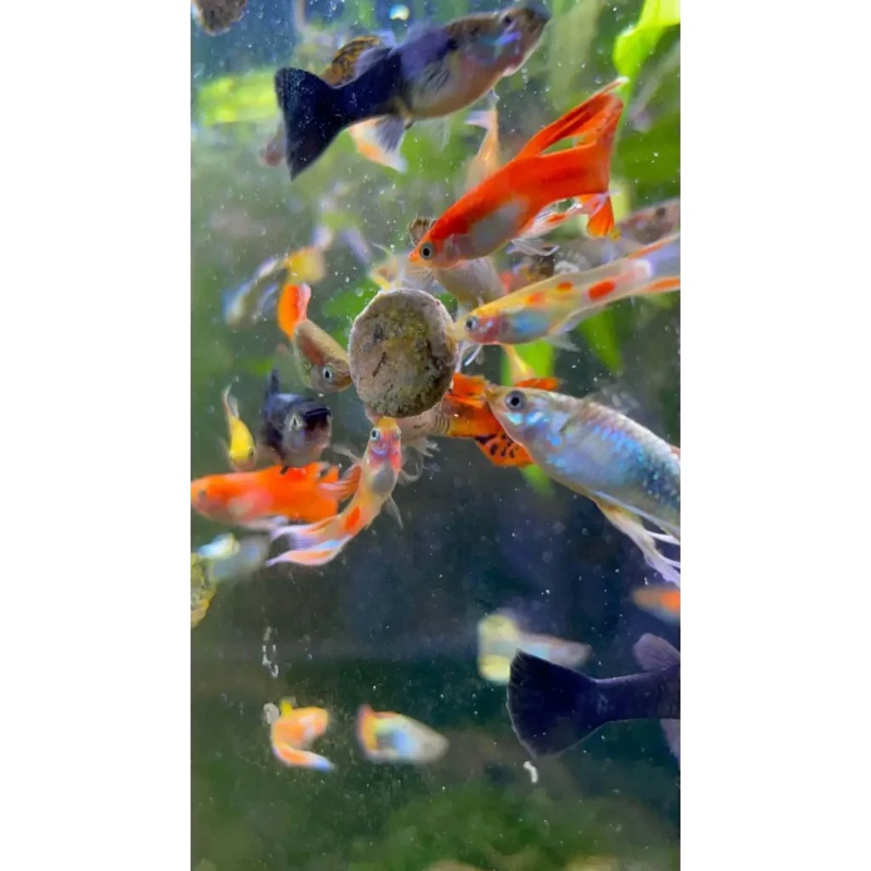 Assorted Guppy Pair