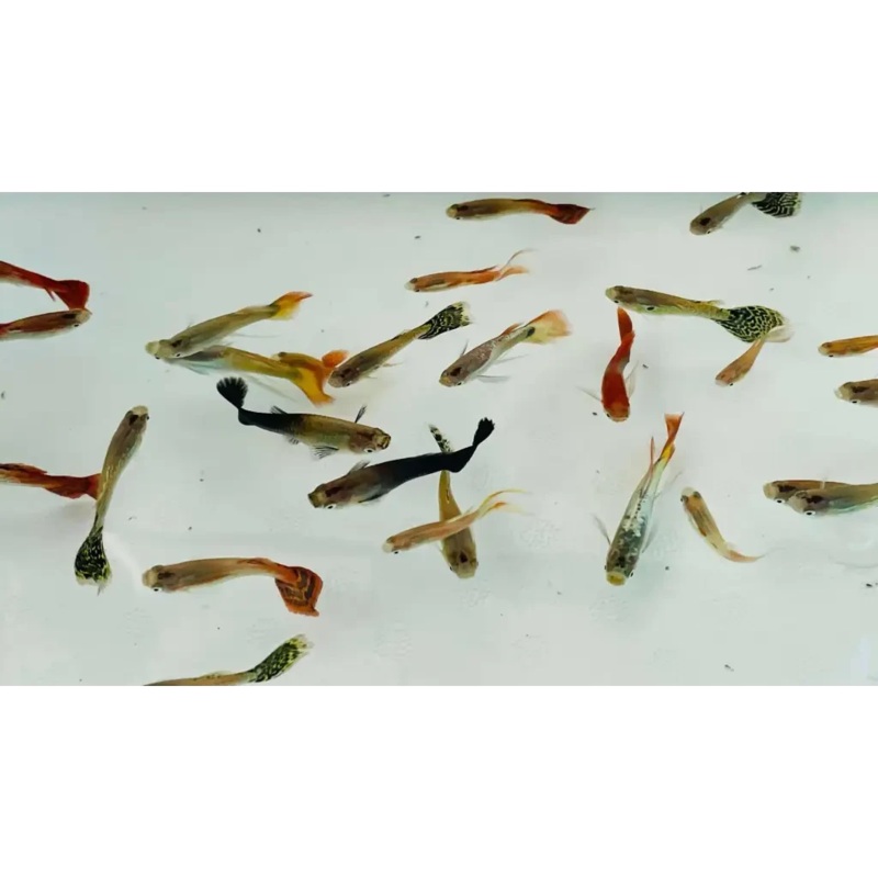 Assorted Male Guppies