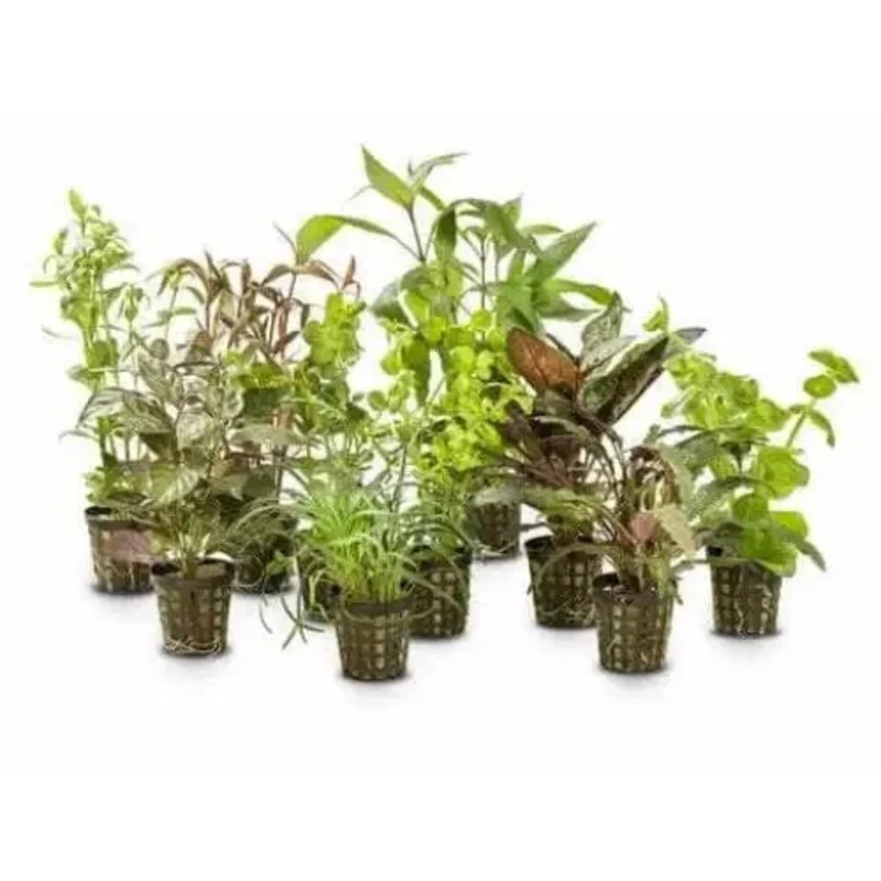 Assorted Pot Plants