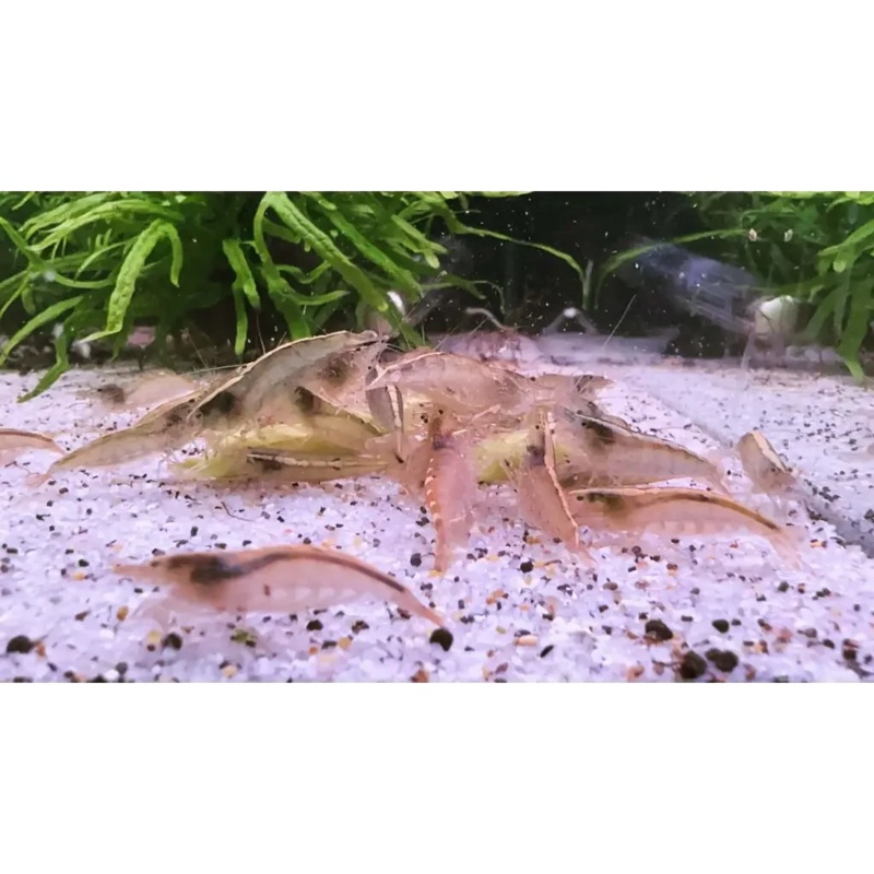 Aust. Amano Shrimp - RARE 3CM-4CM ( Good Size )
