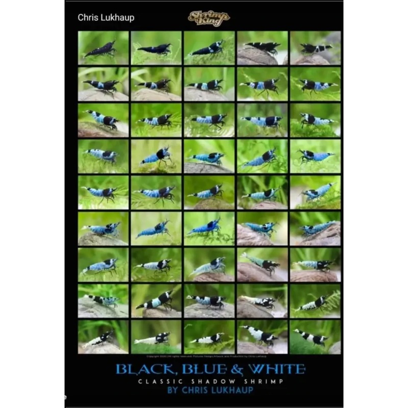 Black, Blue & White Blue Bolt Shrimp Poster