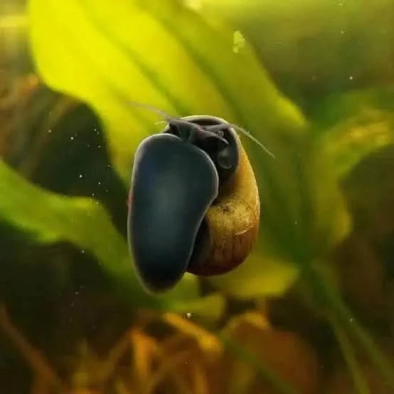 Black Foot Mystery Snail