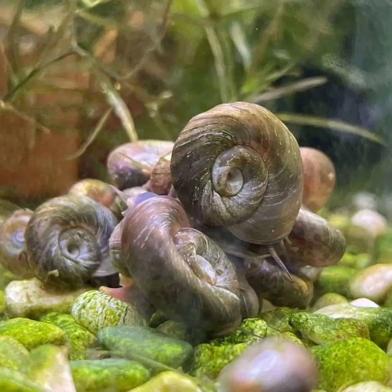 Brown Ramshorn Snail