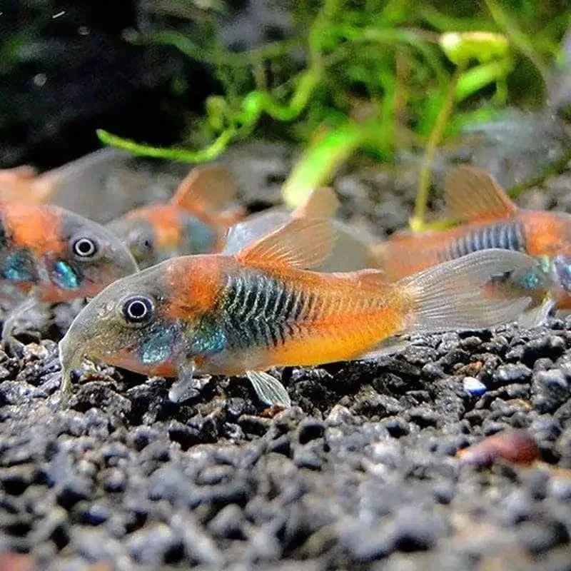Corydoras Venezuela Orange 2CM - Locally Bred