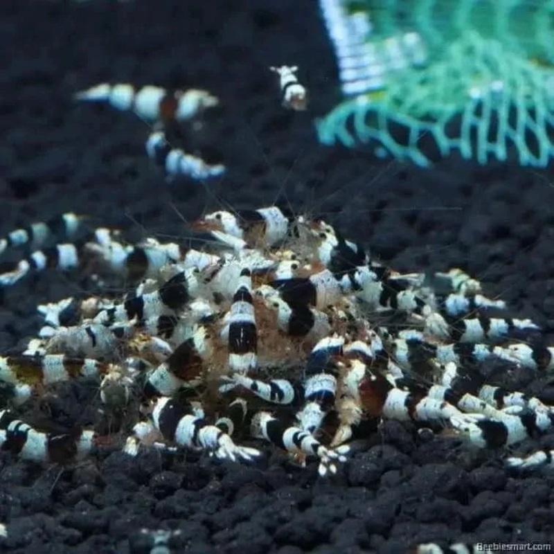 Crystal Black Shrimp CBS
