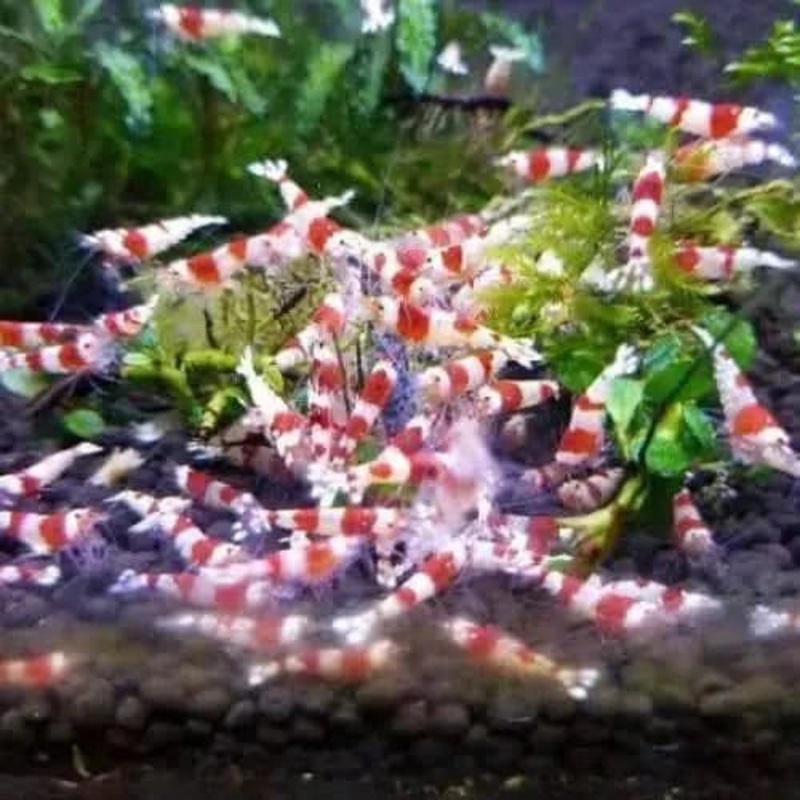 Crystal Red Shrimp CRS