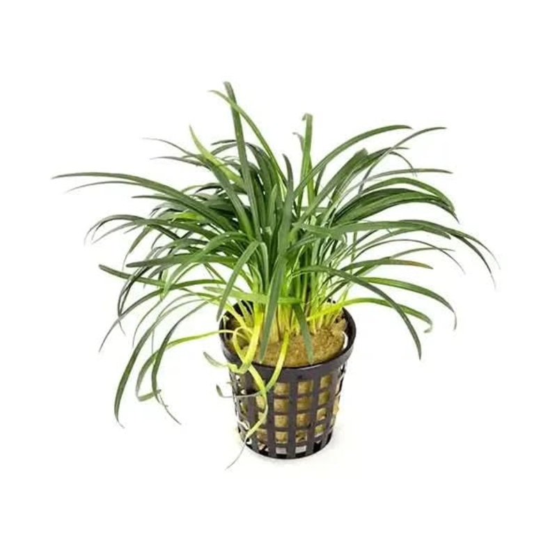 Dwarf Pongol - 5cm Pots