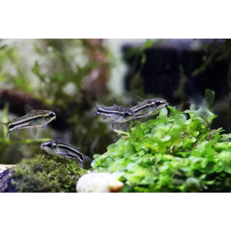 Dwarf Pygmy Cory
