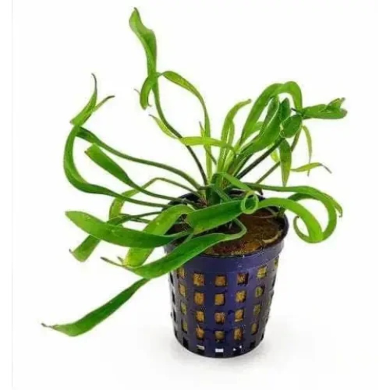 Echinodorus Vesuvius ( No Pot )