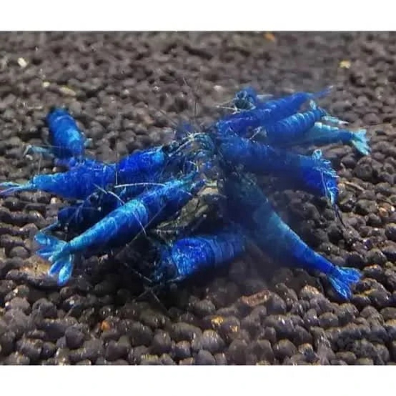 Extreme Blue Bolt Shrimp - Mix Size/Grade