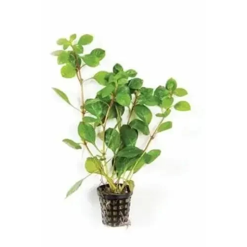 LUDWIGIA - 5CM POT