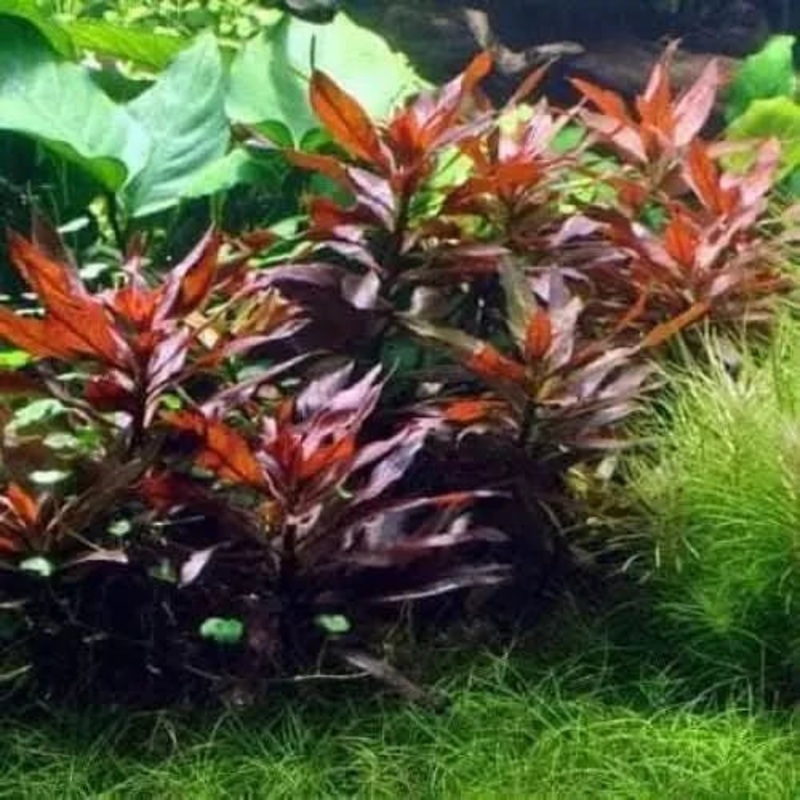 LUDWIGIA GLANDULOSA POT
