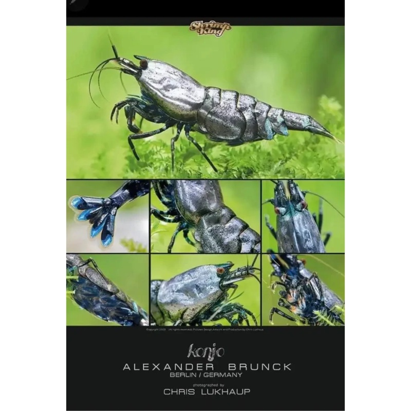Metallic Shrimp Poster