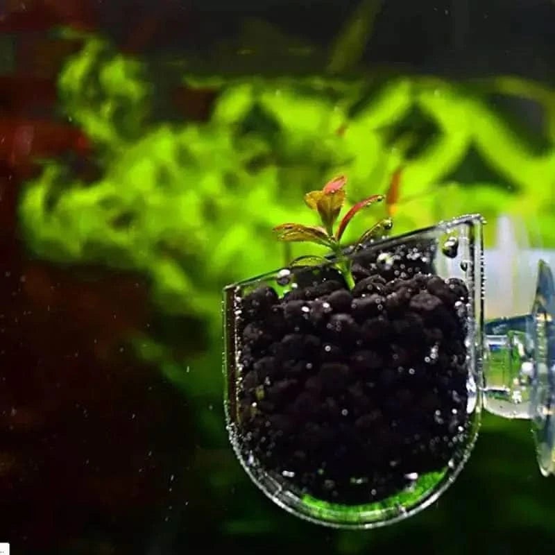 Mini Clear Plant Pot With Suction Cup